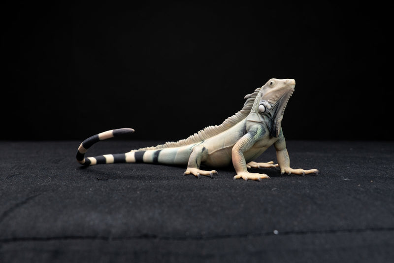 Full-color 3D printed iguana figurine