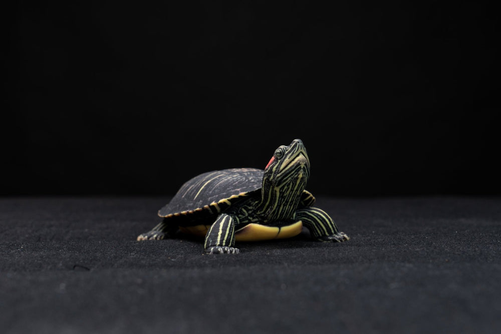 TailKeep figurine 9