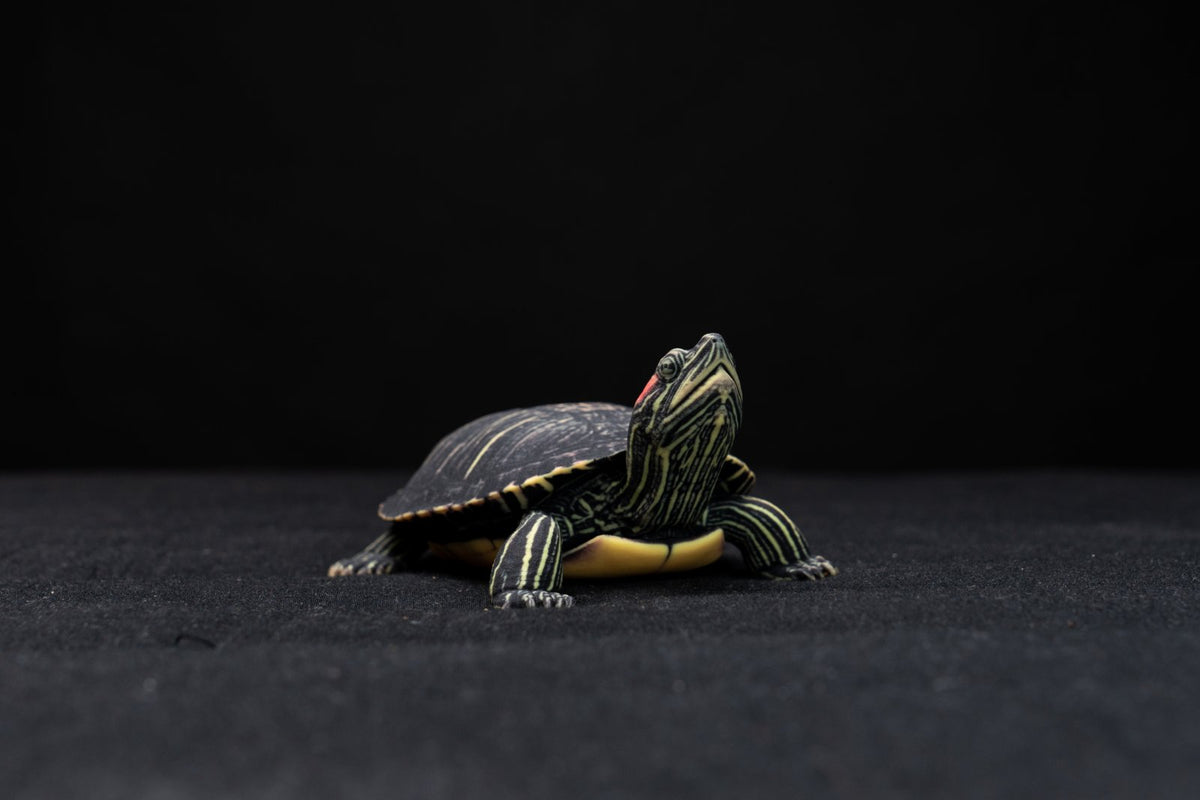 TailKeep figurine 9