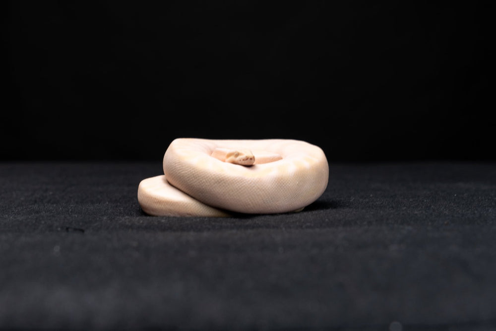 TailKeep figurine 2