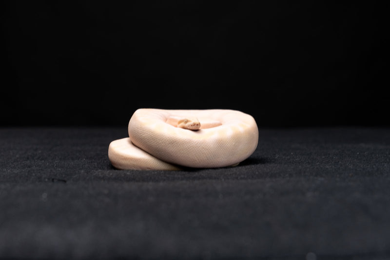 Full-color 3D printed coiled ball python figurine